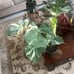 MONSTERA THAI CONSTELLATION IN 6” POT FOR SALE!