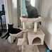 Cute Cat Tree Kitten
