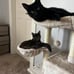 Cute Cat Tree Kitten