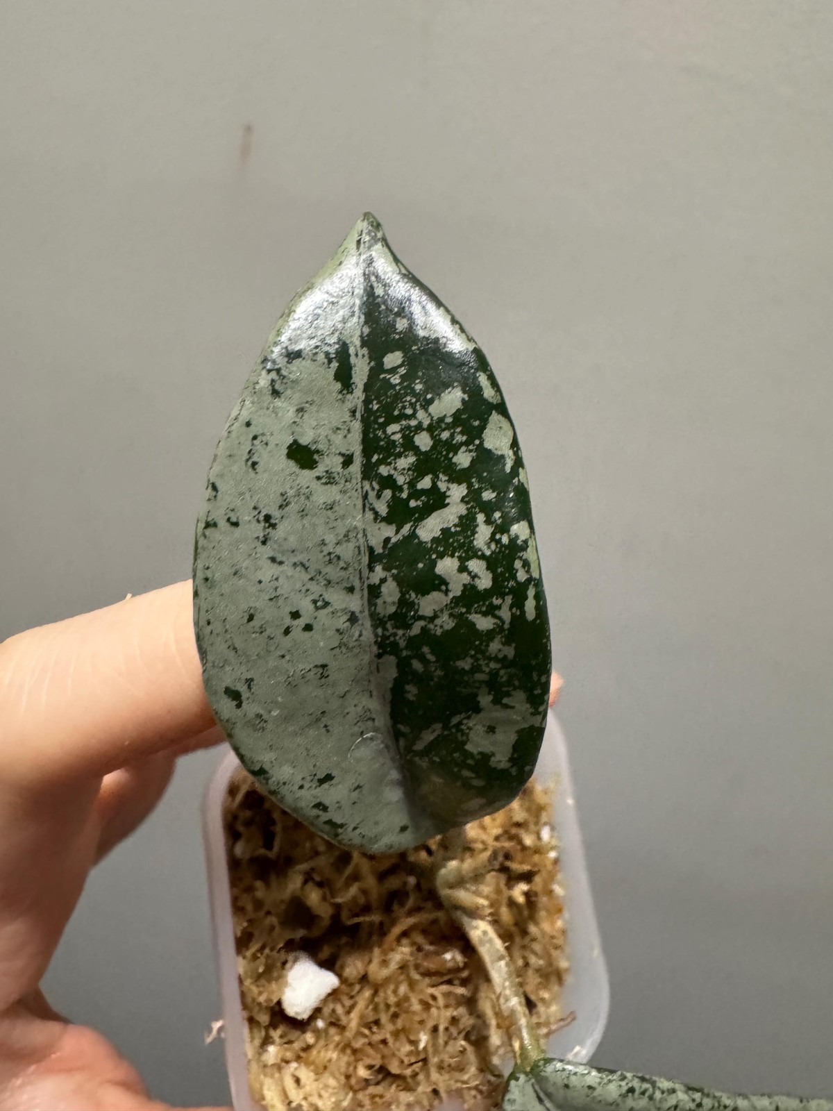 hoya wilbur graves Russia rooted cutting, super silver. exact plant