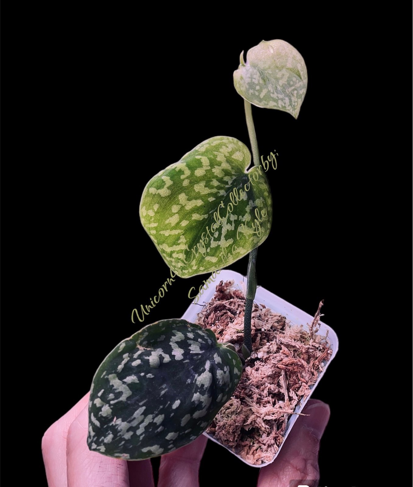 RARE SCINDAPSUS SNAkE