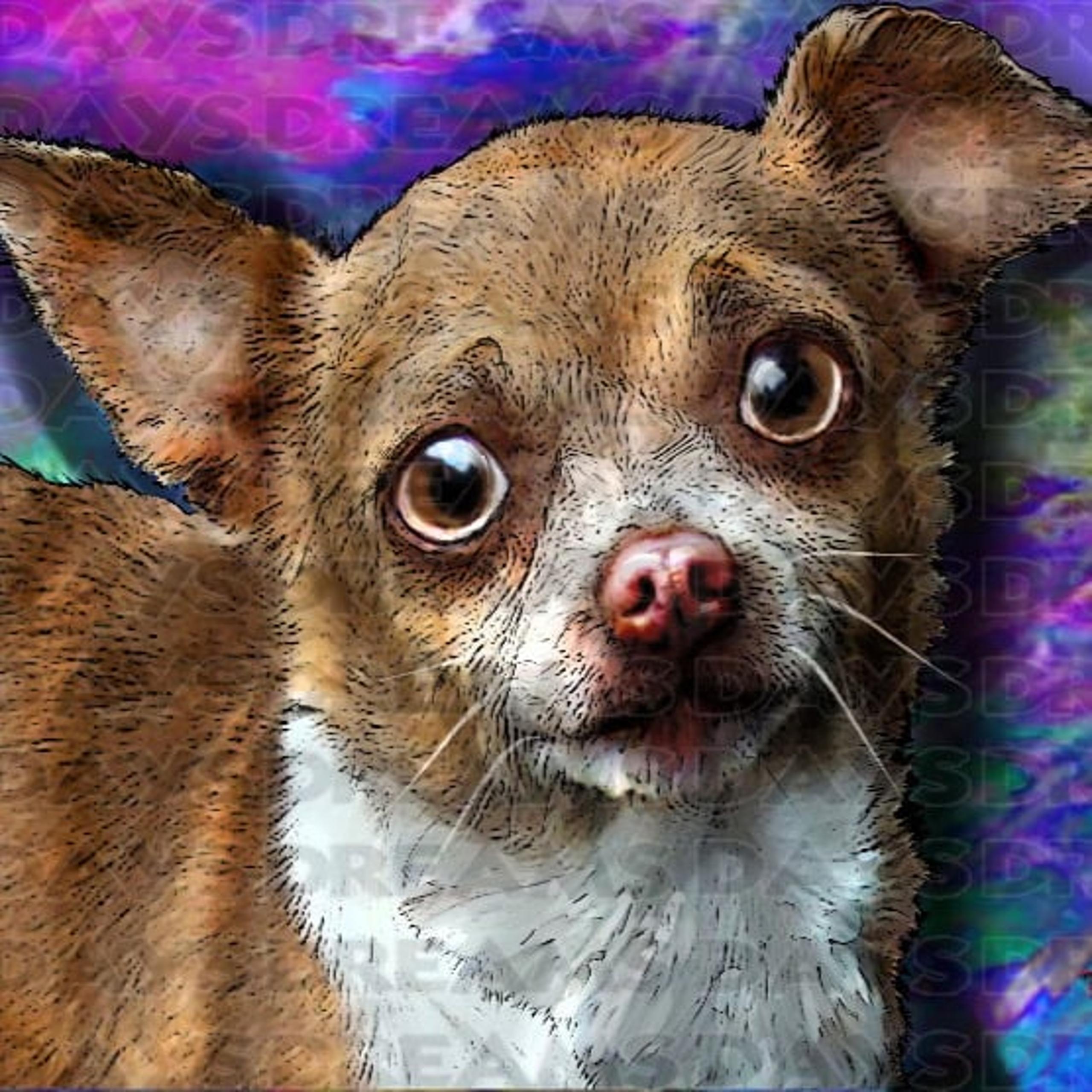 Chihuahua Pet Portrait Print 8.5x11