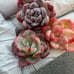 Bundle Reserved