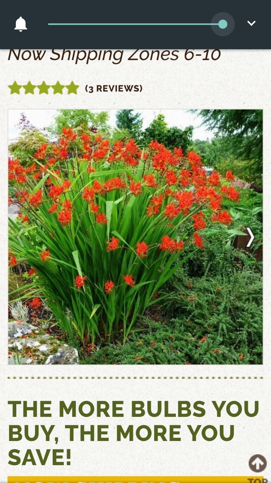 50 crocosmia flower bulbs