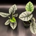 Alocasia Elaine