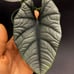 Alocasia Elaine