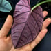 Alocasia Elaine