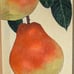 OOAK Original Gold Framed Signed Oil Painting of Pears 4x5(5.25x6.25) by AYERS