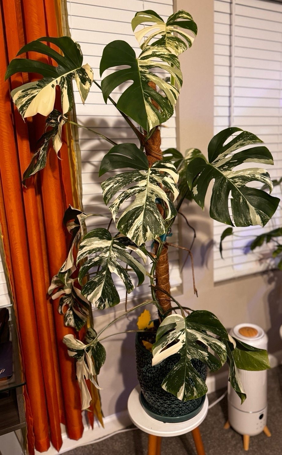 monstera albo cutting