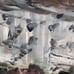 Original oil painting on board, European Cityscape, Unsigned, Framed