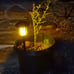 Solar Flame Torch Lights Outdoor, Flickering Flame Garden Light 6 Pack