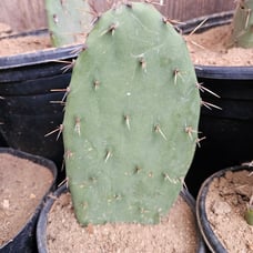 Opuntia Littoralis, Large prickly pear pads; 1'x1'x6 box full, 5-9 lbs