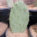 Opuntia Littoralis, Large prickly pear pads; 1'x1'x6 box full, 5-9 lbs