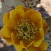 Opuntia Littoralis, Large prickly pear pads; 1'x1'x6 box full, 5-9 lbs