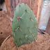 Opuntia Littoralis, Large prickly pear pads; 1'x1'x6 box full, 5-9 lbs