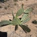 Opuntia Littoralis, Large prickly pear pads; 1'x1'x6 box full, 5-9 lbs