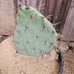 Opuntia Littoralis, Large prickly pear pads; 1'x1'x6 box full, 5-9 lbs