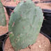 Opuntia Littoralis, Large prickly pear pads; 1'x1'x6 box full, 5-9 lbs