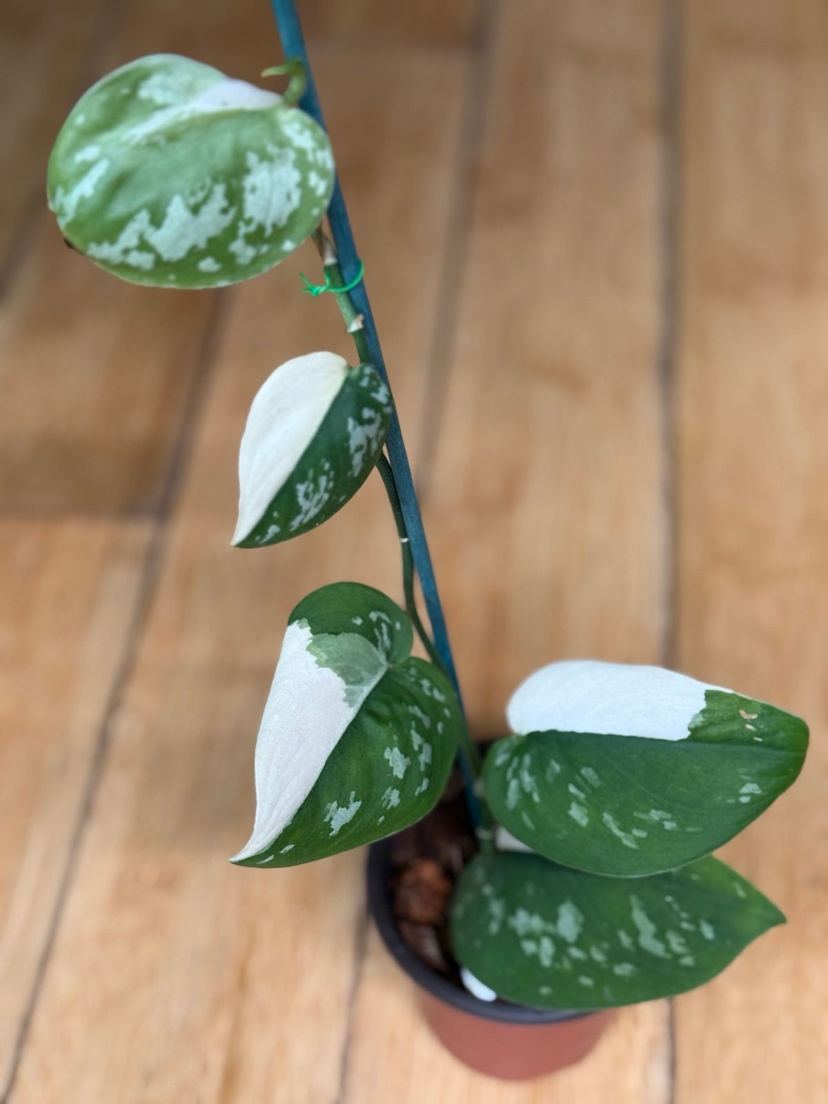 Scindapsus Mayari