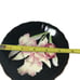 Vintage Grace China Charleston orchid vine China cup and saucer Japan