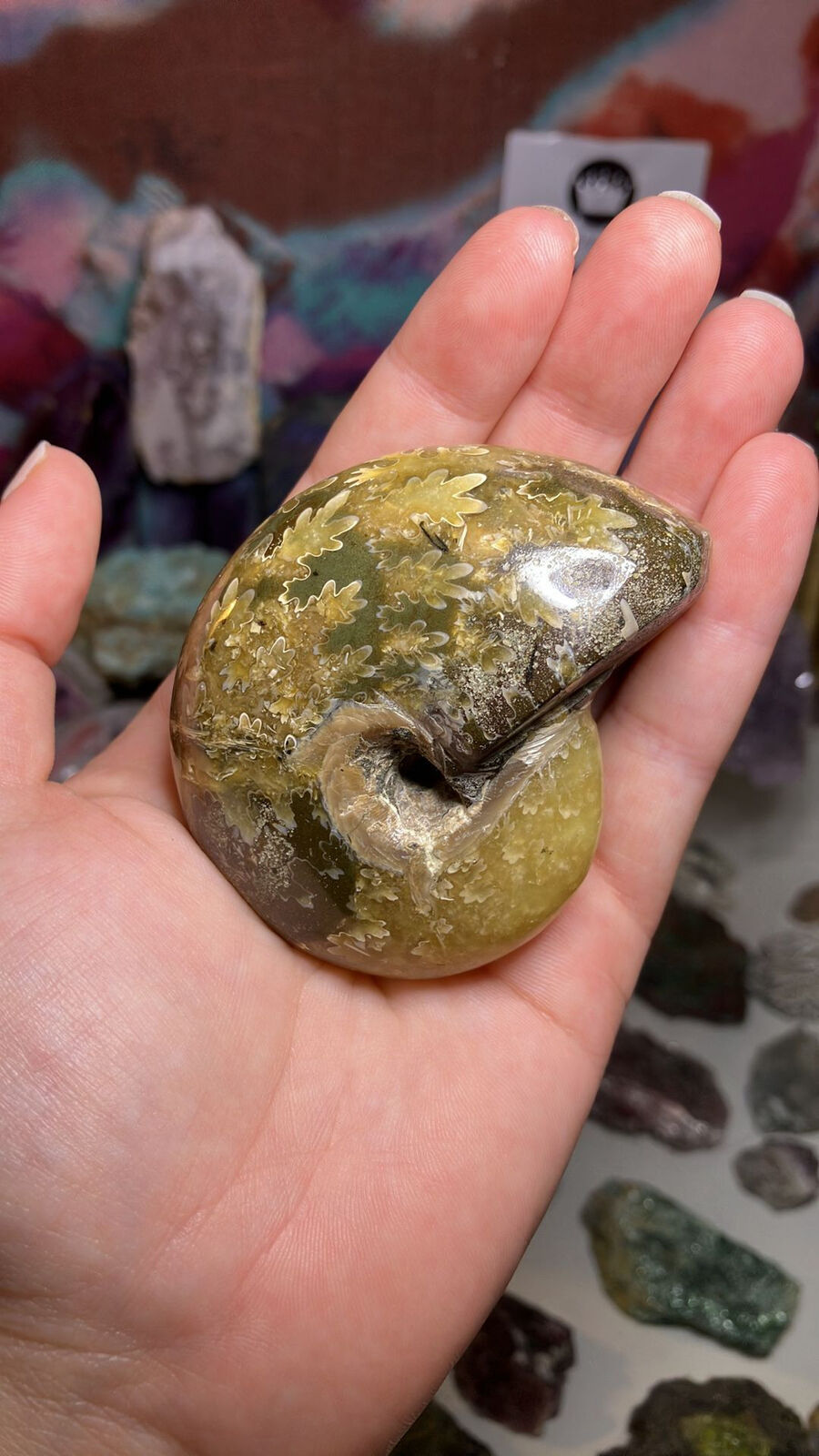 Large Ammonite Fossil
