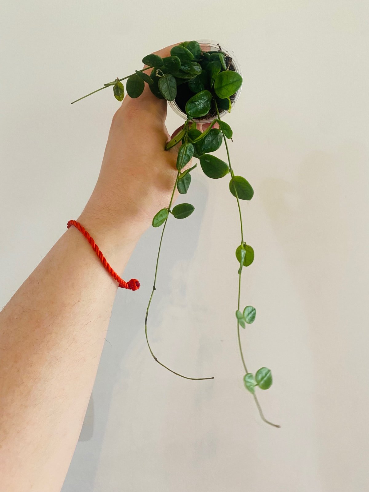 Hoya Tengchong rare plant