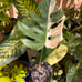 monstera albo rootedo