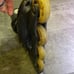 Rollerblades, Skates, mens or womens, size 41