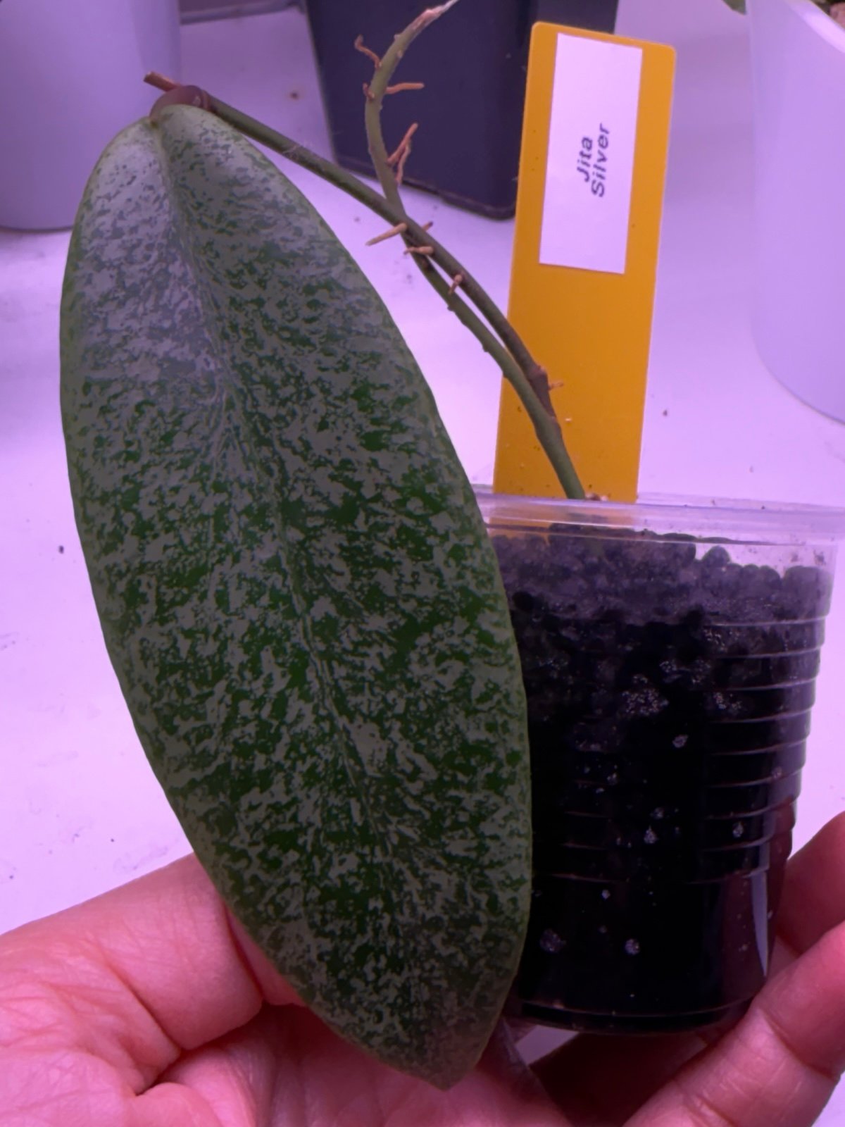 Hoya Jita silver (RARE)