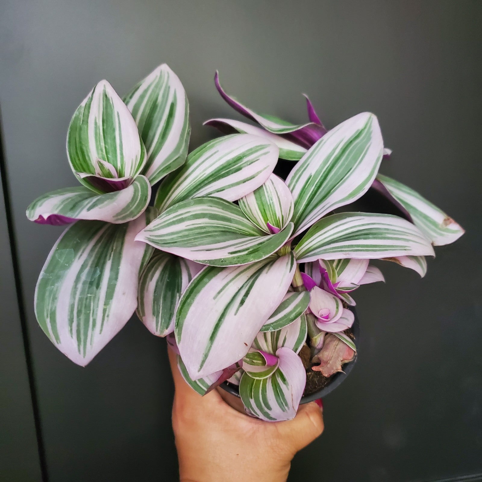 Tradescantia Nanouk Live Plant in 4 Nursery Pot