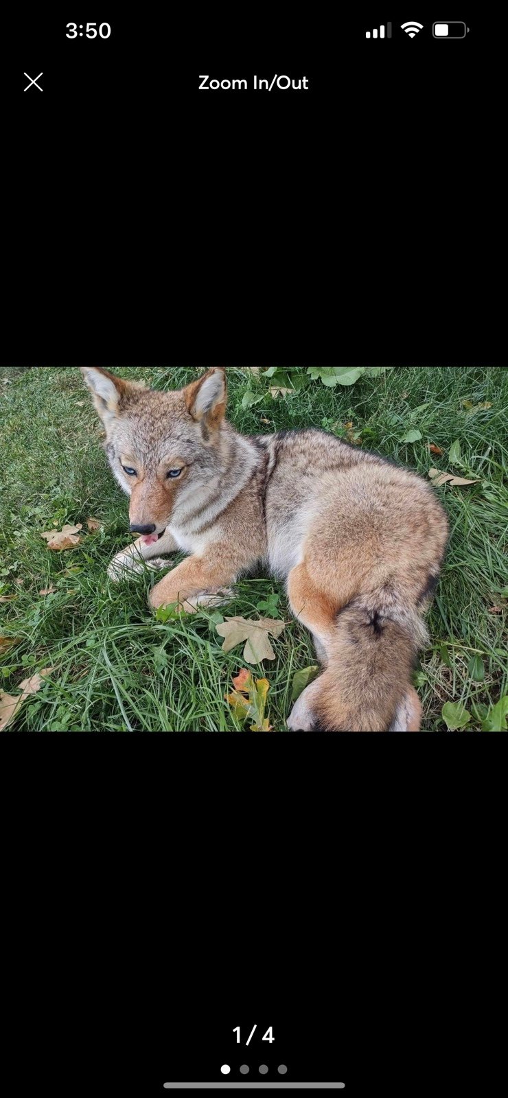Reserved coyote