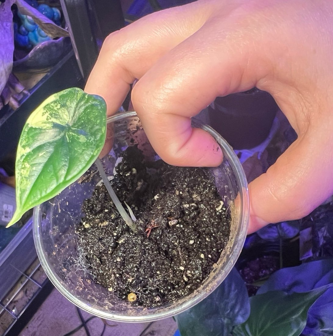 Variegated alocasia dragon scale