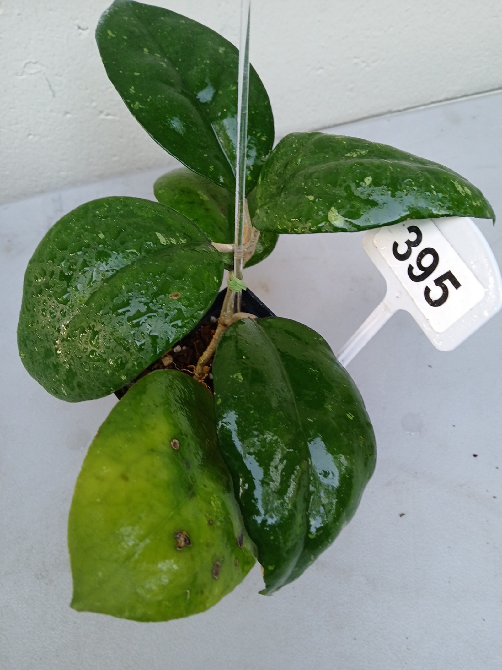 #395- HOYA JOY LIVE PLANT, LARGE LEAF