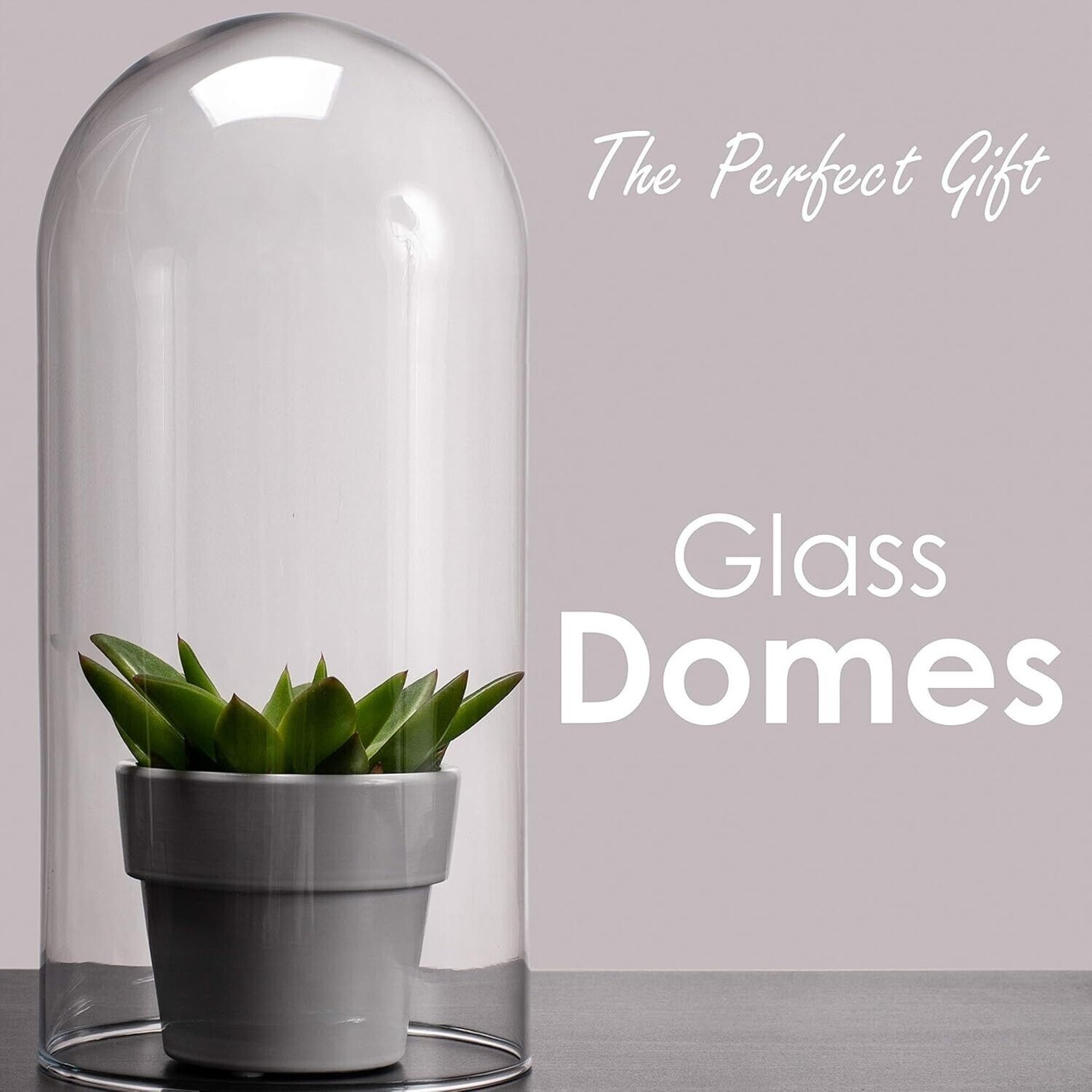 CYS EXCEL Glass Dome Cloche (H:13.75 D:5.75 ) | Decorative display bell jar
