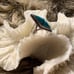 VINTAGE - Native Turquoise & Sterling Ring