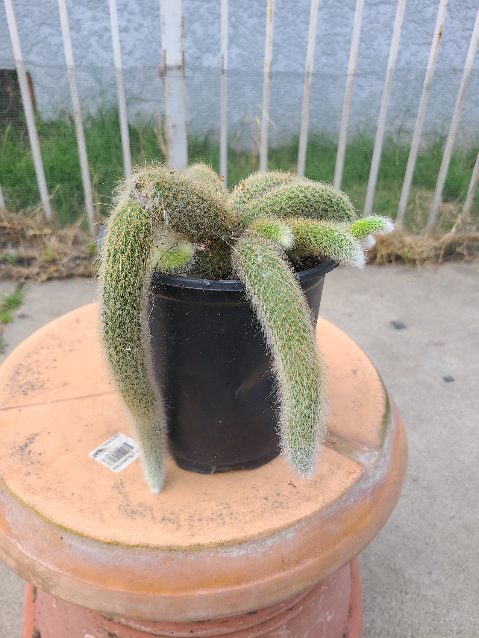 Monkeytail Cactus - Hypnos