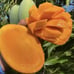 Grafted Mallika Mango Fruit Tree - Top Tier Indian Variety With Orange Flesh