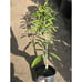 Grafted Mallika Mango Fruit Tree - Top Tier Indian Variety With Orange Flesh