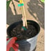 Grafted Mallika Mango Fruit Tree - Top Tier Indian Variety With Orange Flesh