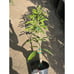 Grafted Mallika Mango Fruit Tree - Top Tier Indian Variety With Orange Flesh