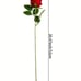 Red Roses