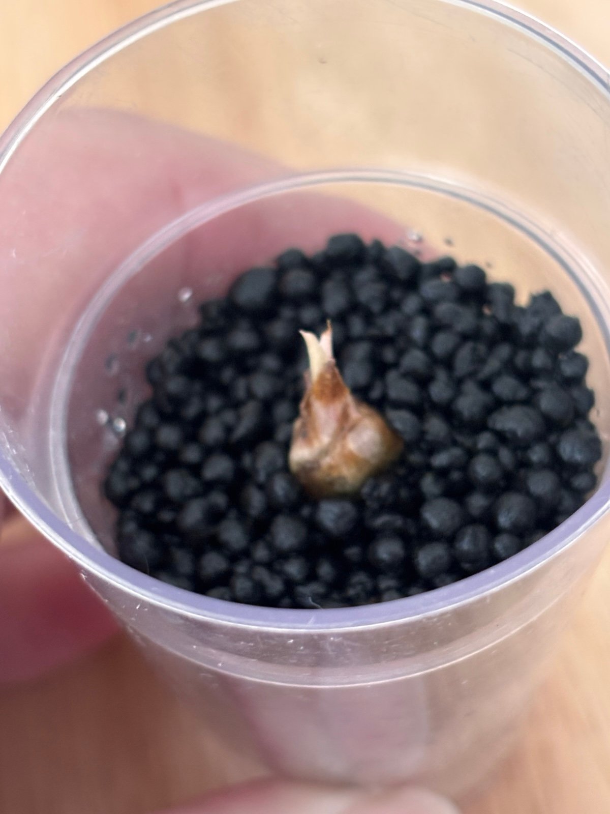 Alocasia maha Aurea/albo Corm/shipping included