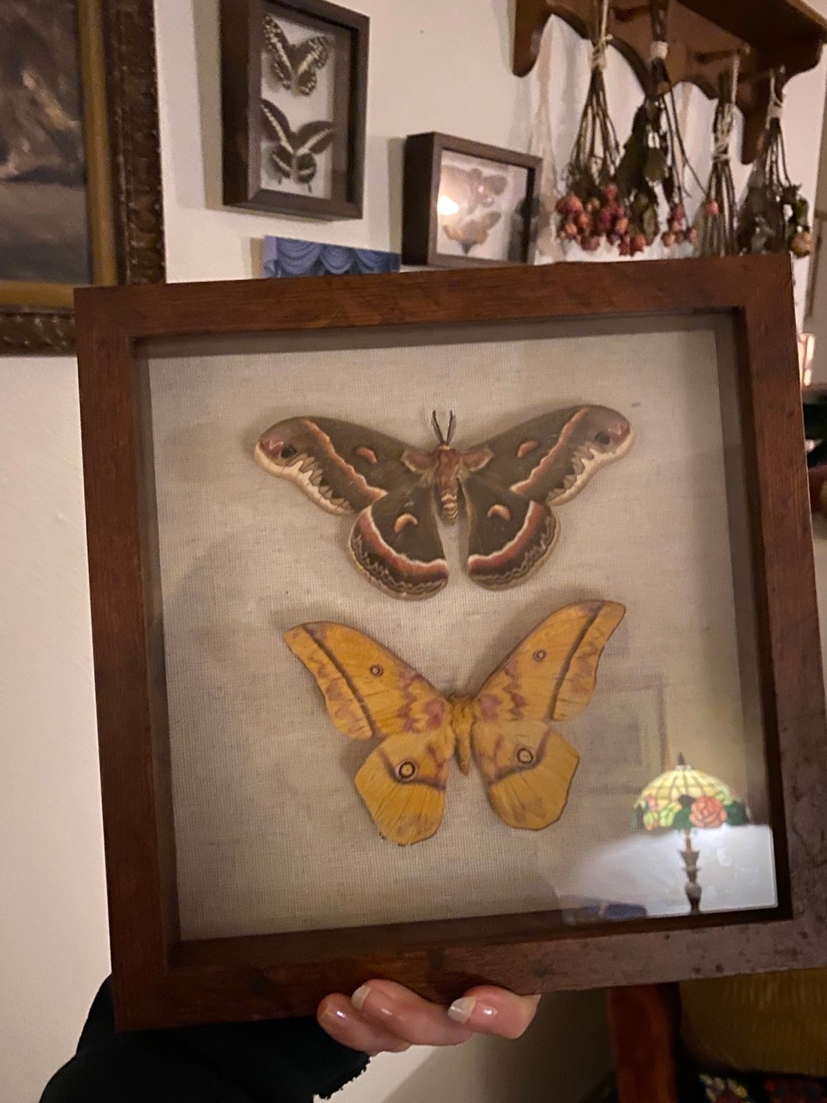 Preserved moths in Wooden Shadow Box