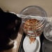 Gravity Pet Food Feeder for Dogs and Cats, Small, 6-Pound Capacity