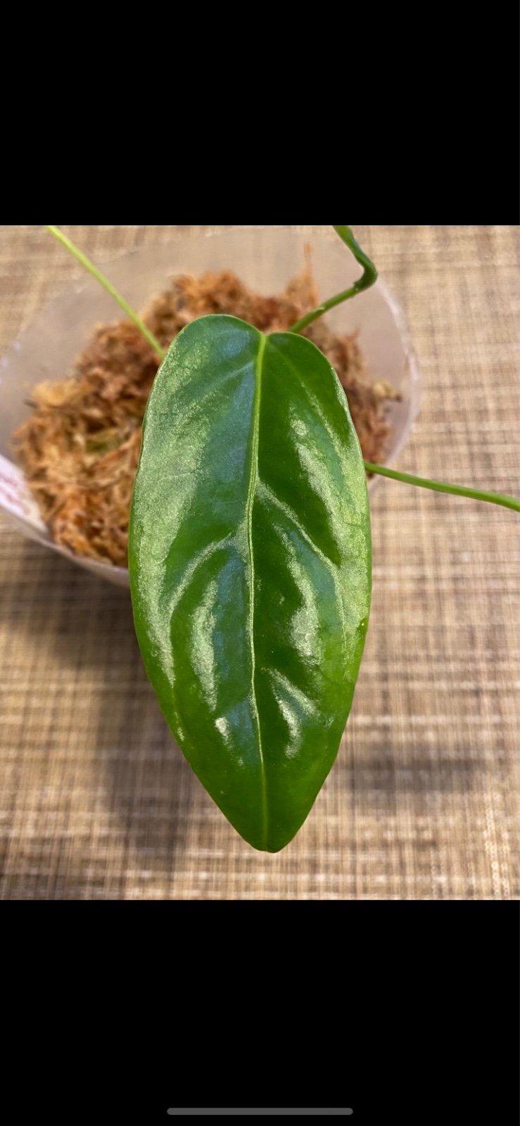 Strap Leaf Anthurium Spectabile