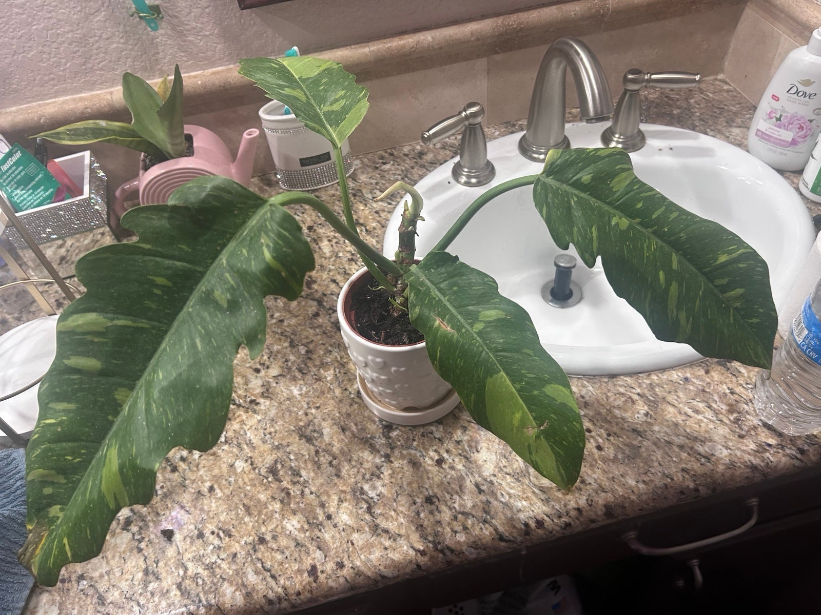 Ring of fire philodendron