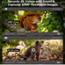 Trail camera for hunting with night vision