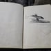 Dr. Seuss McElligot's Pool Book rare ban