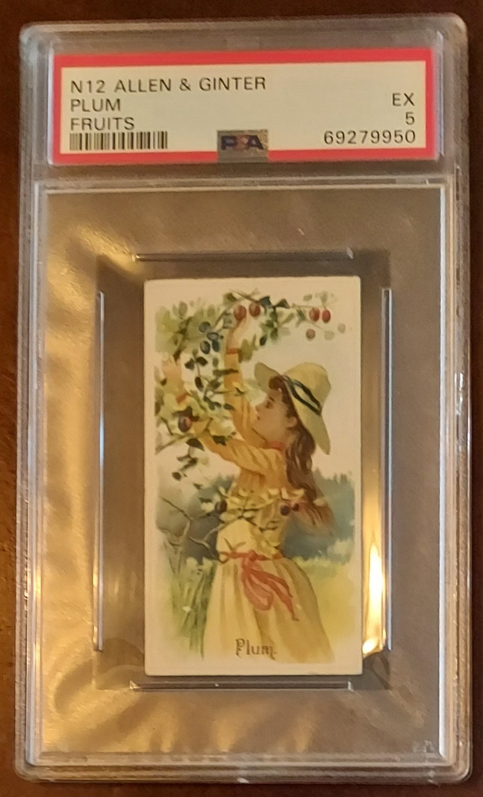 1891 N12 Allen and Ginter Fruits, Plum, PSA 5!