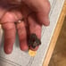 Marcosite ring